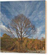 Lone Bare Tree On Edge Of Beach Wood Print