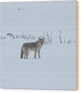 Lone Coyote In The Snow Wood Print