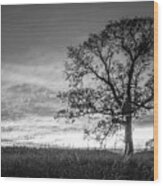 Lone Oak Tree Wood Print