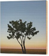 Lone Tree At Twilight Color Wood Print