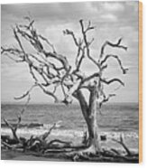 Lone Tree On Jekyll Island's Driftwood Beach 113 Wood Print