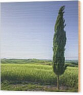 Lonely Cypress Tree Along The Via Francigena. Tuscany Wood Print