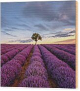Lonely Tree In A Lavender Field At Sunset Wood Print