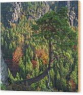 Lonely Tree In The Elbe Sandstone Mountains Wood Print