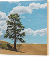 Lonesome Pine Wood Print