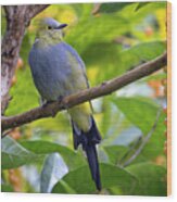 Long-tailed Silky-flycatcher Wood Print