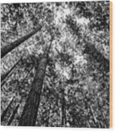 Looking Up Into The Trees Wood Print