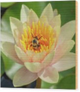 Lotus Flower And Bee Wood Print