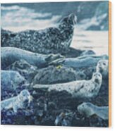 Lounging Seal Family Wood Print