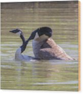 Love Bites - Canada Geese Mating Behavior Wood Print