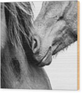 Love Ii - Horse Art Wood Print