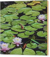 Lovely Water Lily Pads Wood Print