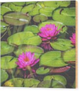 Lovely Lily Pond Wood Print