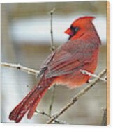 Lovely Northern Cardinal Male Wood Print
