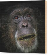 Low Key Chimp Portrait Wood Print