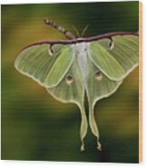 Luna Moth Wood Print