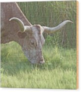 Lunchtime For Longhorns Wood Print