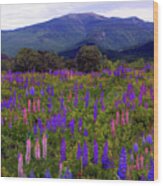 Lupine Field In Franconia Range Wood Print