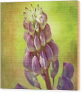 Lupine Flower Wood Print