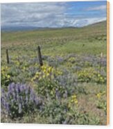Lupines And Balsamroot Along The Road Wood Print