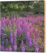 Lupines At West Beach Wood Print