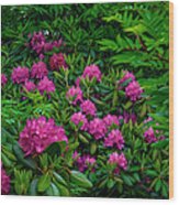 Luscious Pink Rhododendrons Wood Print