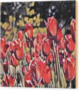 Luscious Red Tulips Wood Print