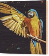 Macaw Showing Off Wood Print