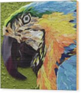 Mackey The Blue And Yellow Macaw Wood Print
