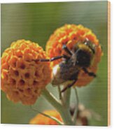 Macro Bee Feeding On Bloom Wood Print