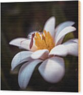 Macro Bug On Spring Flower Wood Print