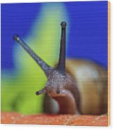 Macro Photography - Snail Wood Print