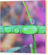 Macro Photography - Water Drops On Grass Wood Print