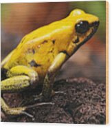 Macro Picture Of Golden Poison Dart Frog Wood Print