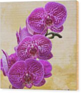 Magenta Moth Orchids Wood Print