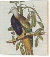 Magnificent Fruit Pigeon, Carpophaga Magnifica Wood Print