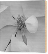 Magnolia Blossom 11 Wood Print