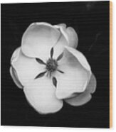 Magnolia Blossom 2 Square Wood Print