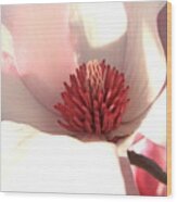 Magnolia Blossom - Square Format Wood Print