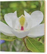 Magnolia Flower Wood Print