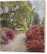 Magnolia Plantation Charleston Sc Spring Pathways Wood Print
