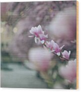 Magnolias Wood Print