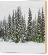 Majestic Evergreens In Snow Wood Print