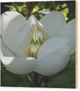 Majestic Magnolia Opening Wood Print