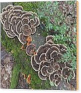 Majestic Mushrooms #93 Wood Print