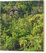 Malaysian Jungle Wood Print