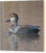 Male Common Gadwall Dwf0226 Wood Print