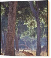 Male Impala In Forest Wood Print