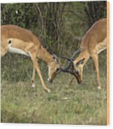 Male Impalas Play Fighting. Wood Print