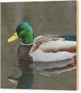 Male Mallard Duck In A Pond In Seattle Wood Print